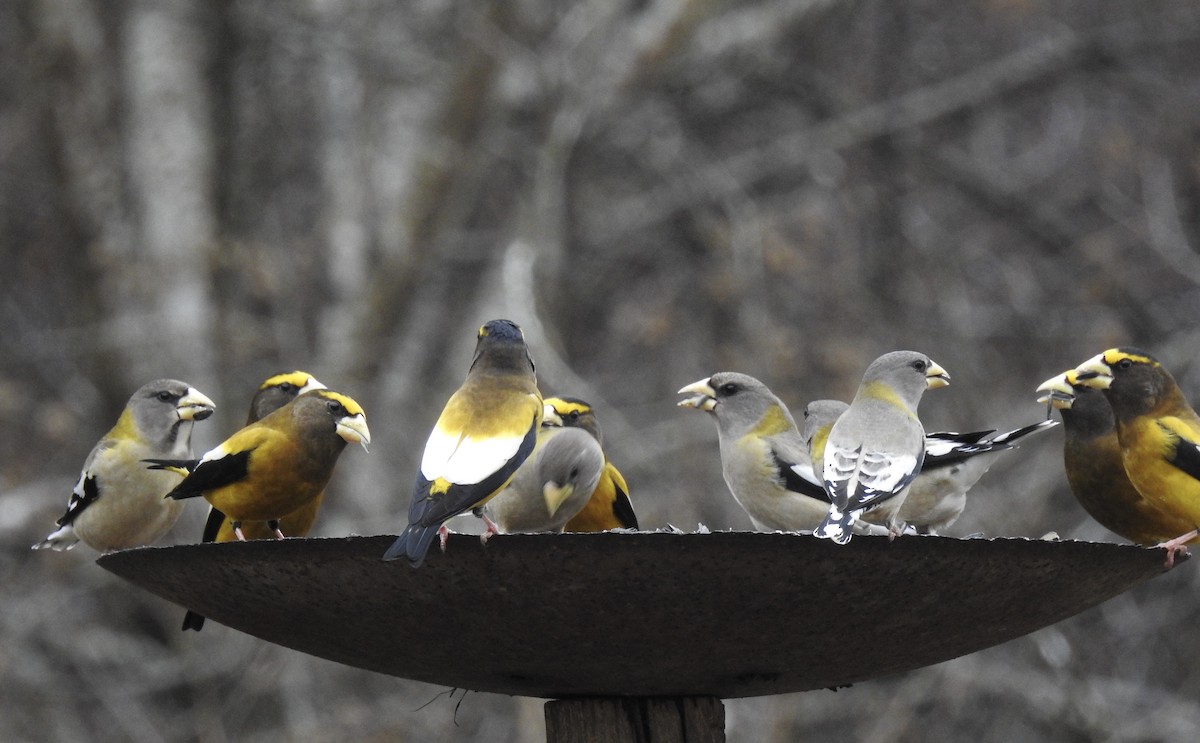 Evening Grosbeak - Nan Dewire