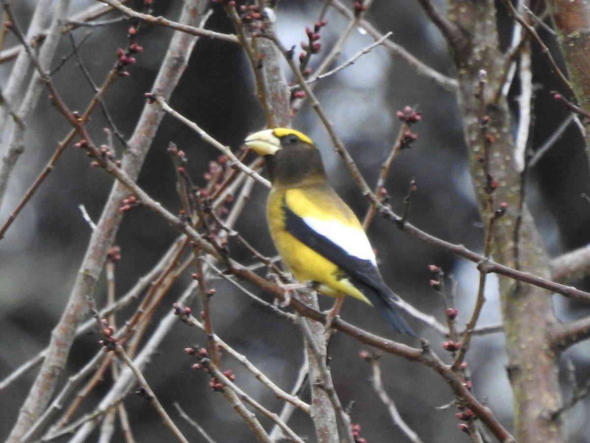 Evening Grosbeak - Nan Dewire