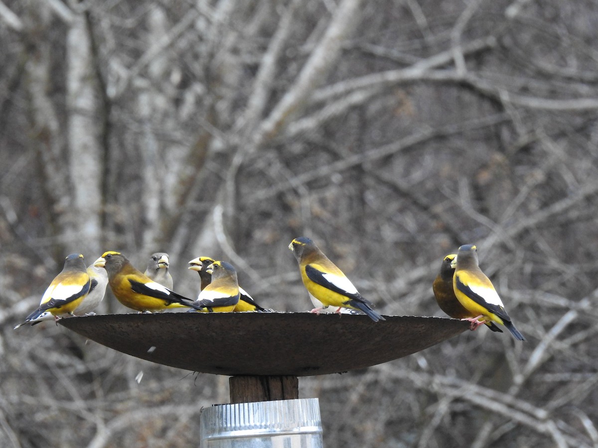 Evening Grosbeak - Nan Dewire