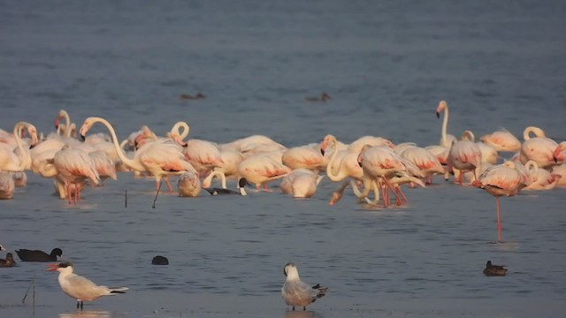 Greater Flamingo - ML303609411