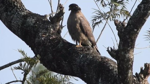 Crested Serpent-Eagle - ML303609671