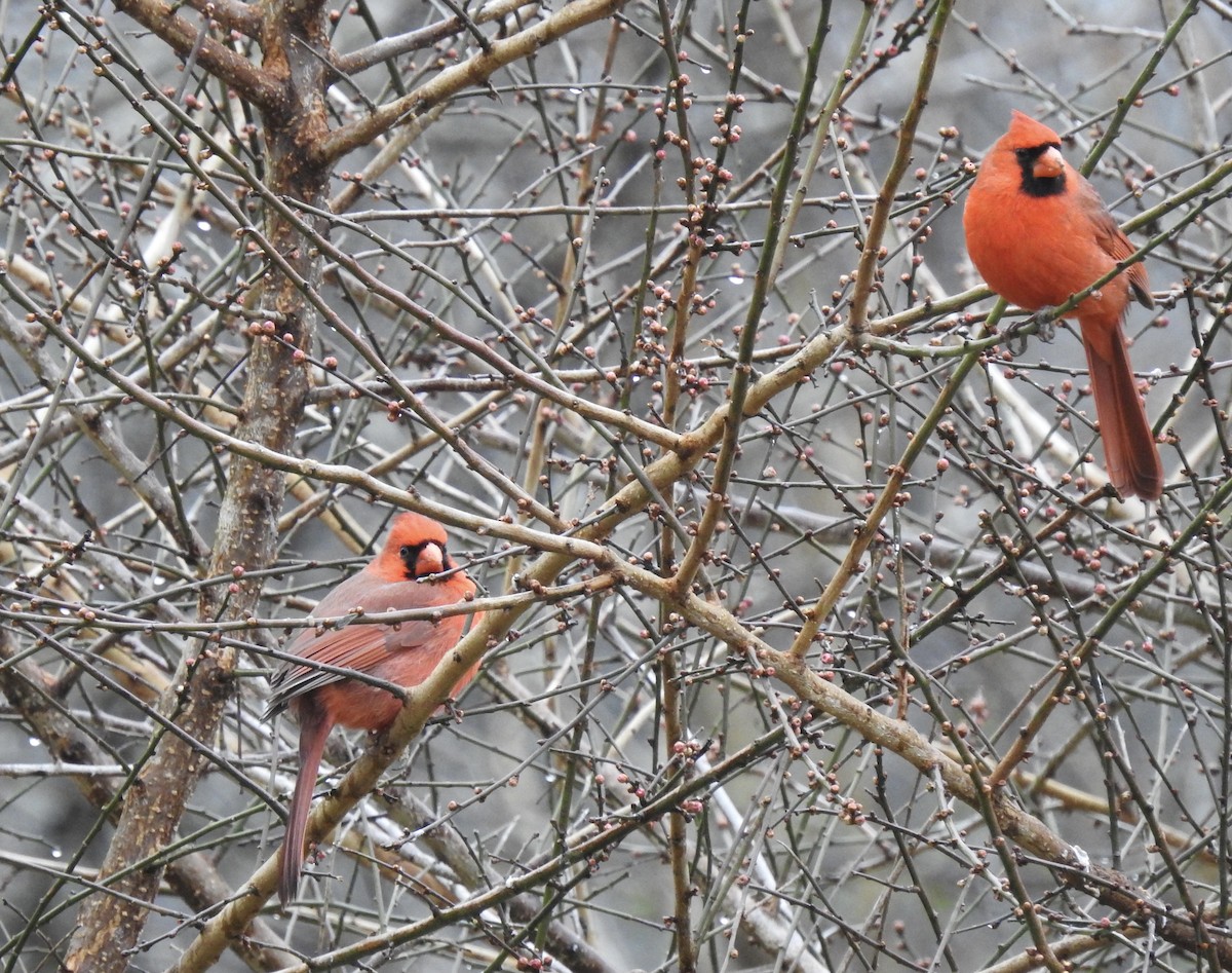 Cardinal rouge - ML303609781