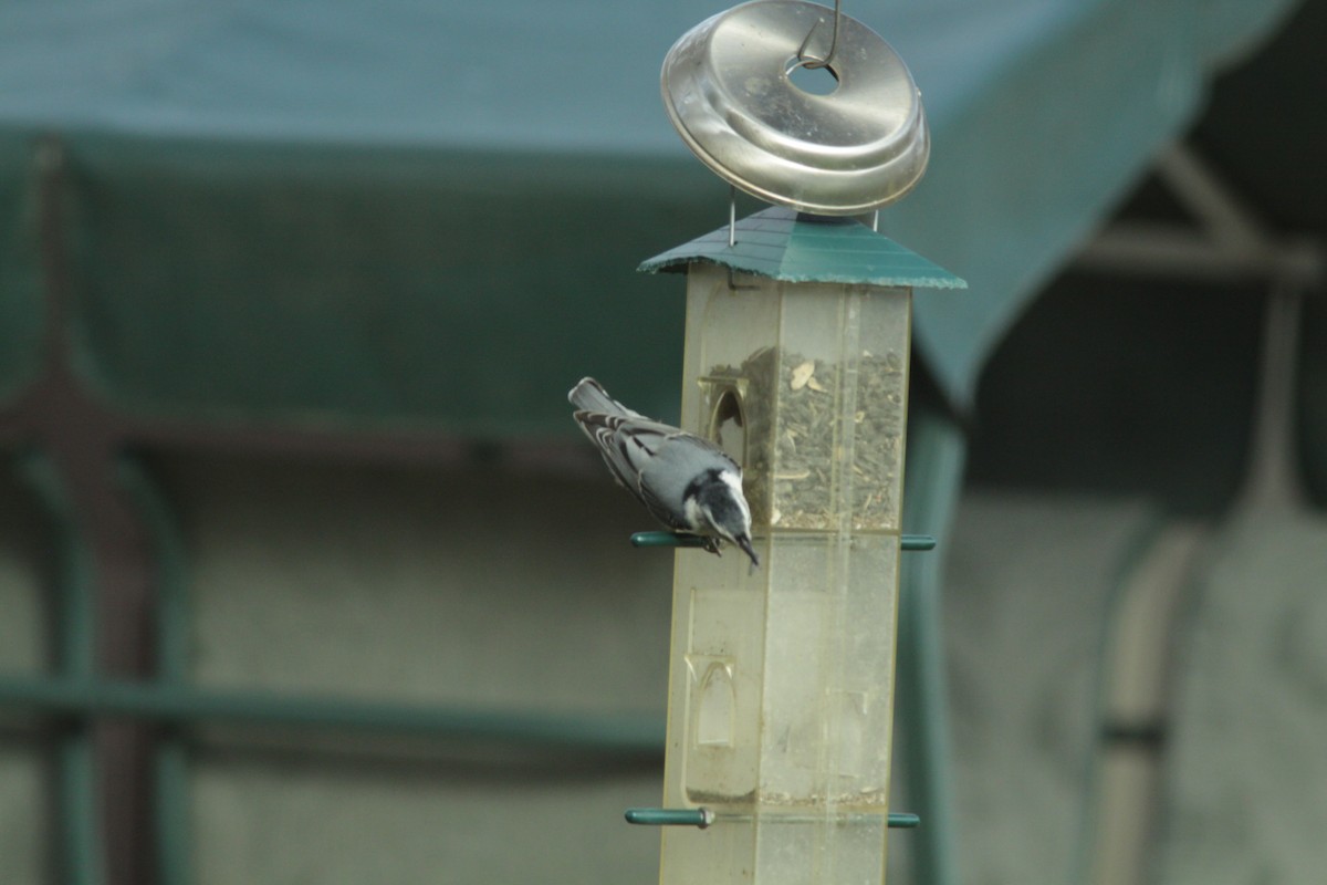 White-breasted Nuthatch - ML303609901