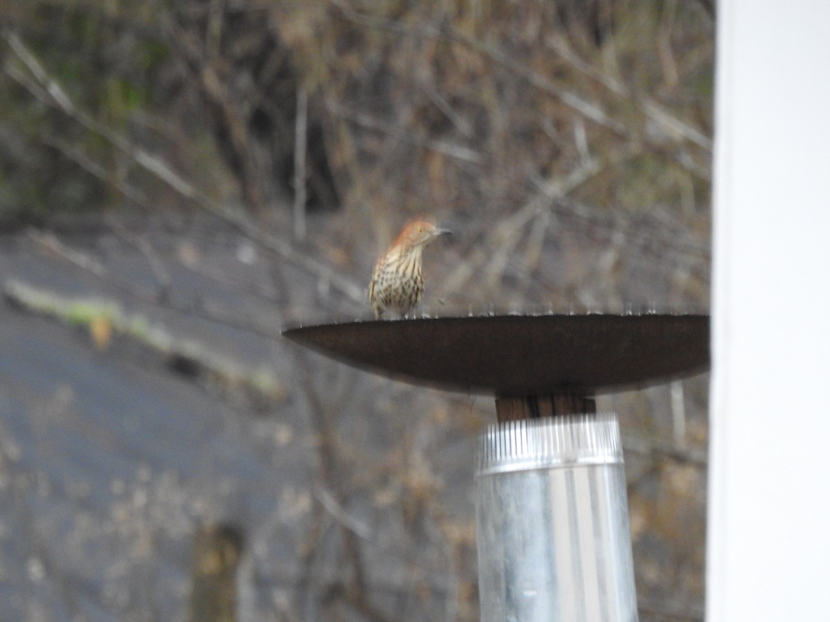 Brown Thrasher - ML303609941