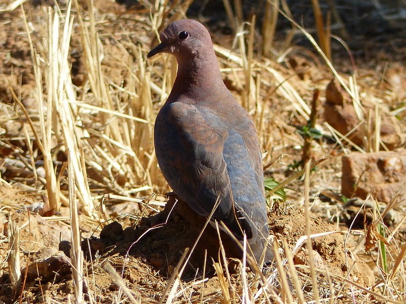 hrdlička senegalská - ML30361011