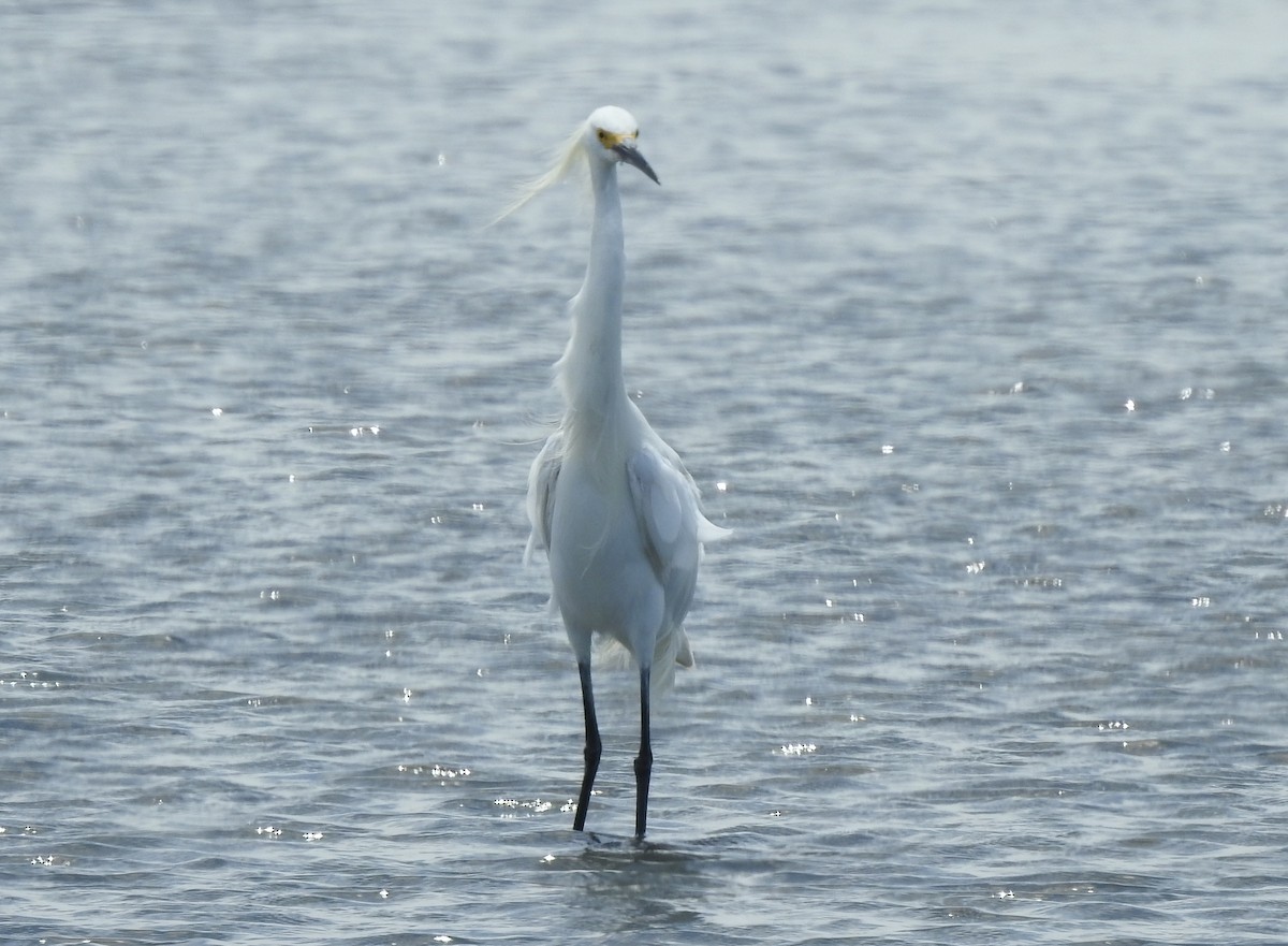 Snowy Egret - Fernando Angulo - CORBIDI