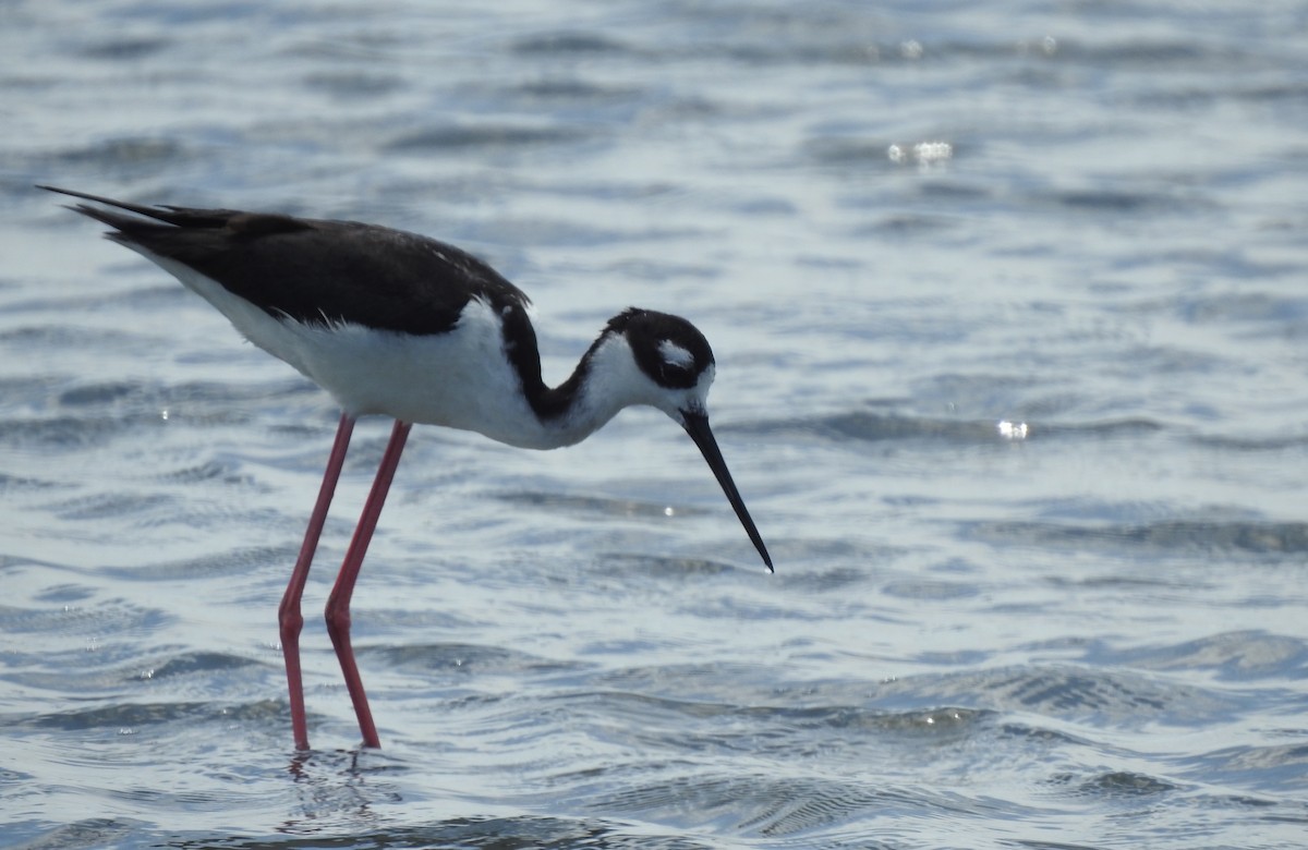 Black-necked Stilt - ML303611261