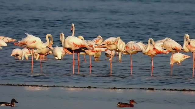 Greater Flamingo - ML303611351