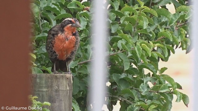 Long-tailed Meadowlark - ML303612481