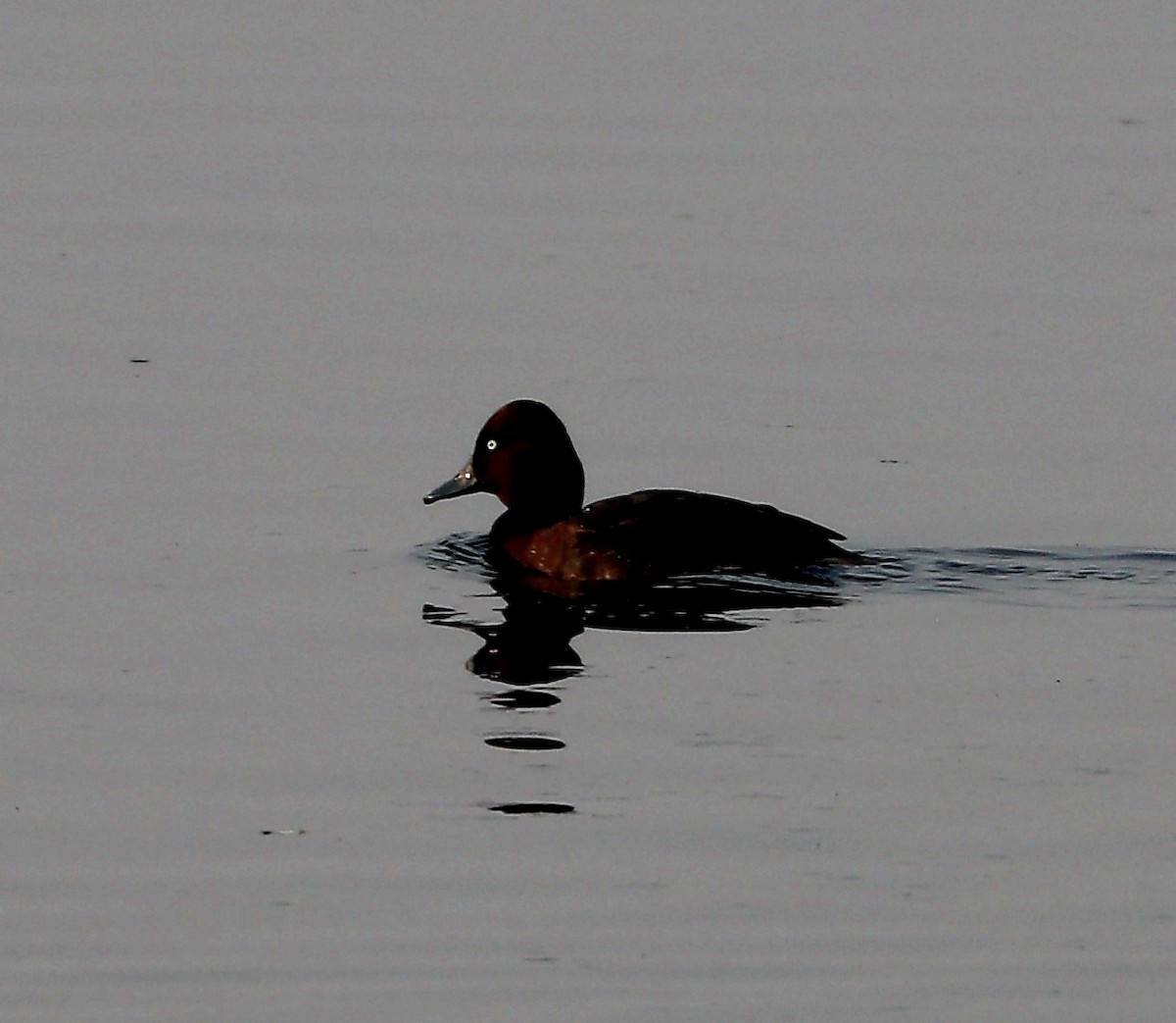 Ferruginous Duck - ML303613041