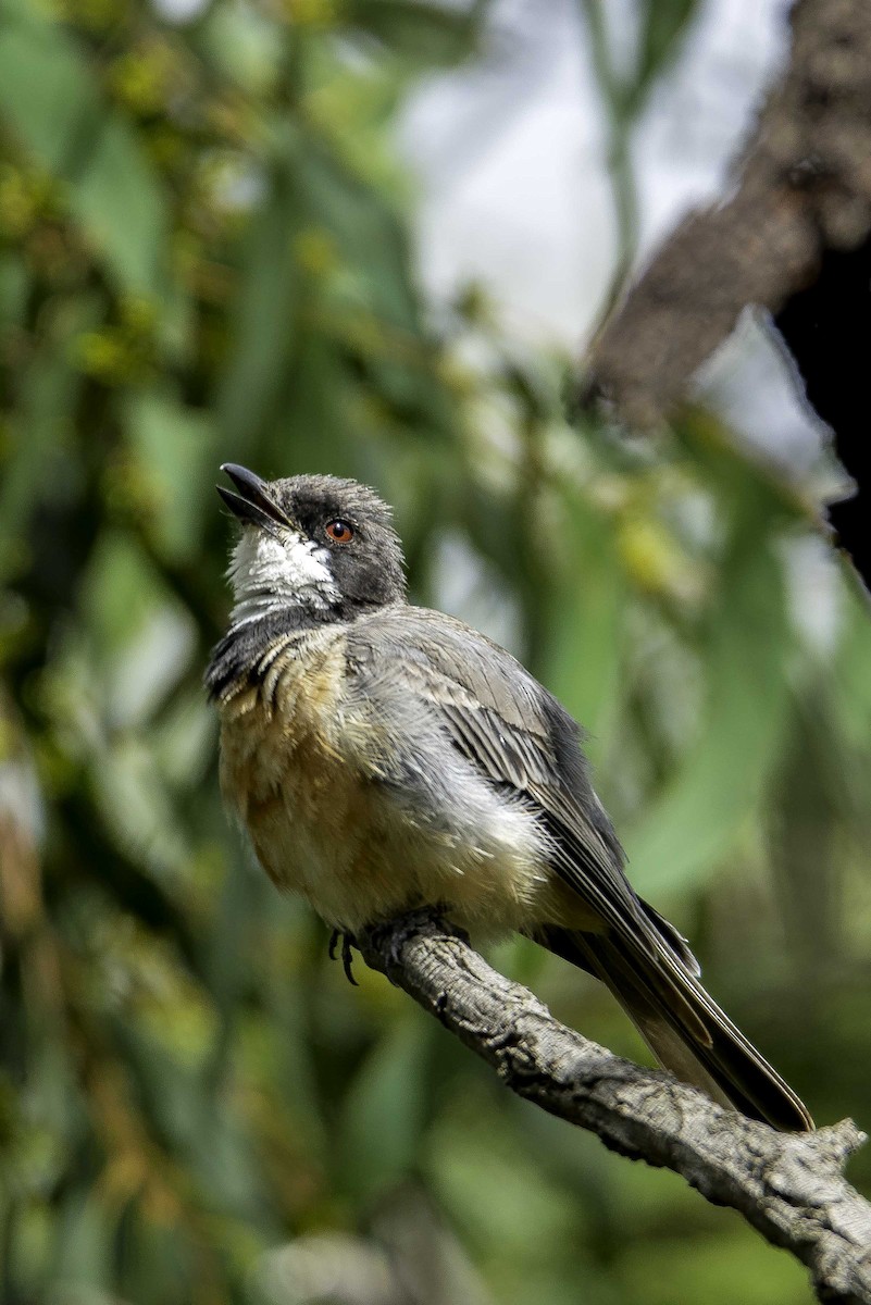 Rufous Whistler - ML303614191