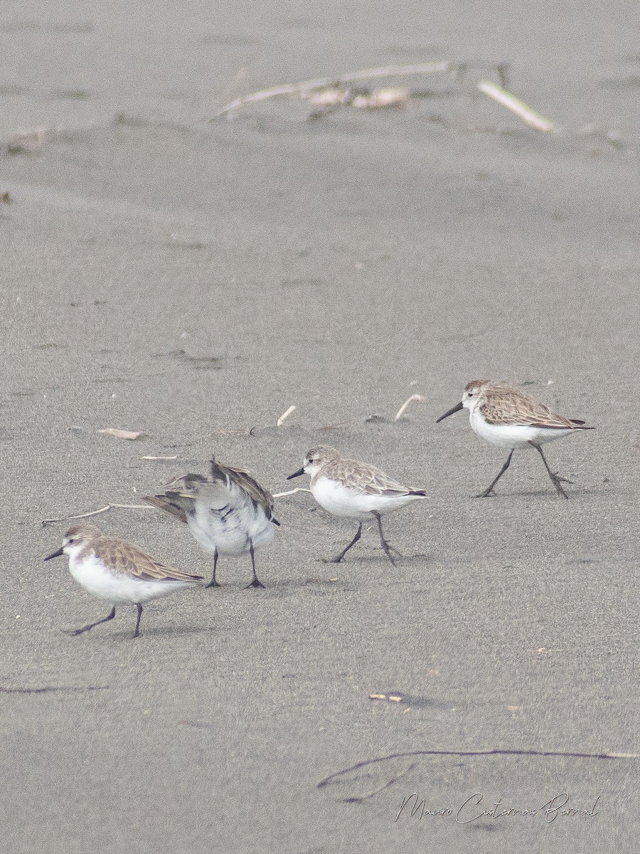 Western Sandpiper - Mauricio Cisternas Bernal