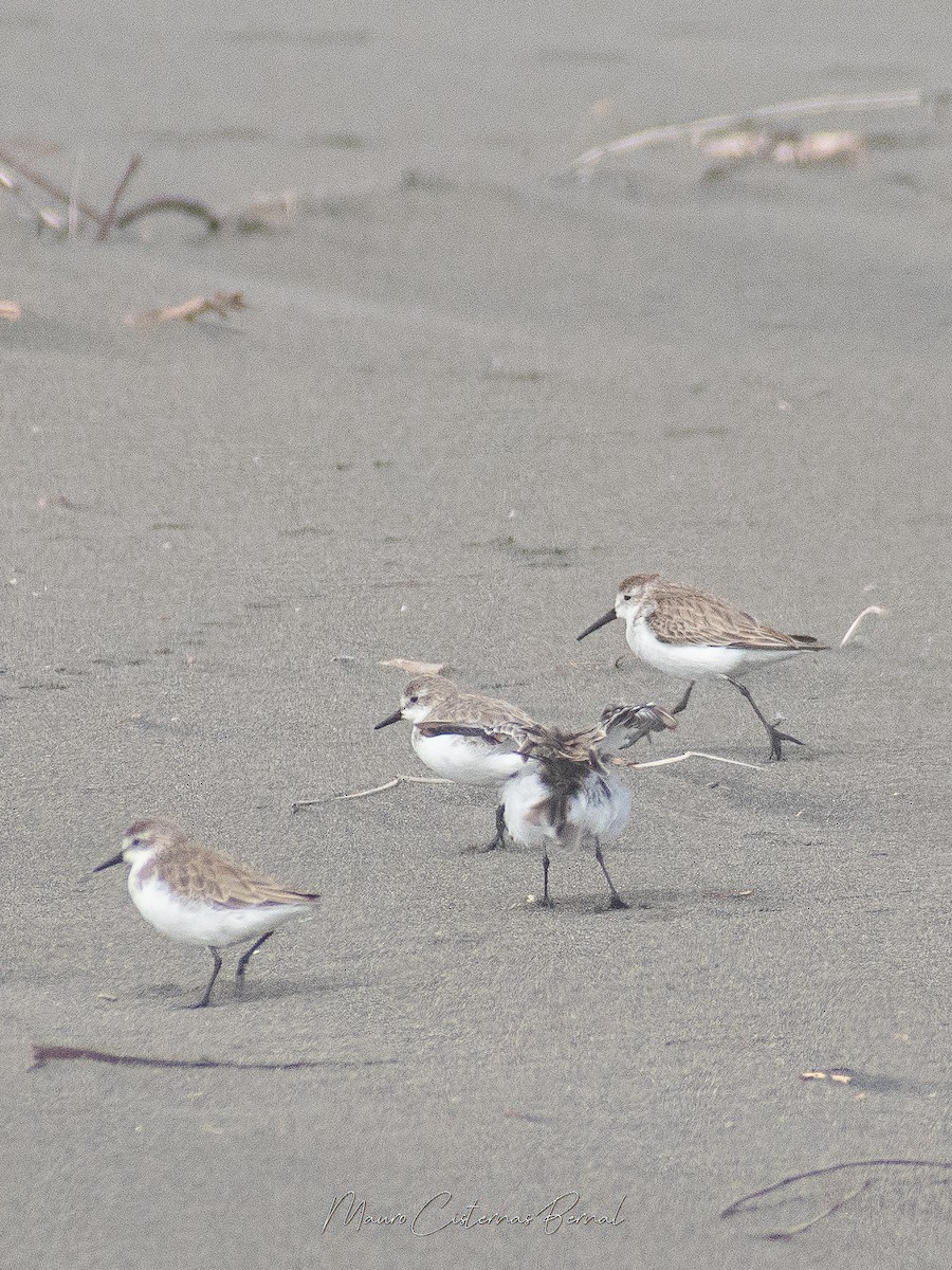 Western Sandpiper - Mauricio Cisternas Bernal