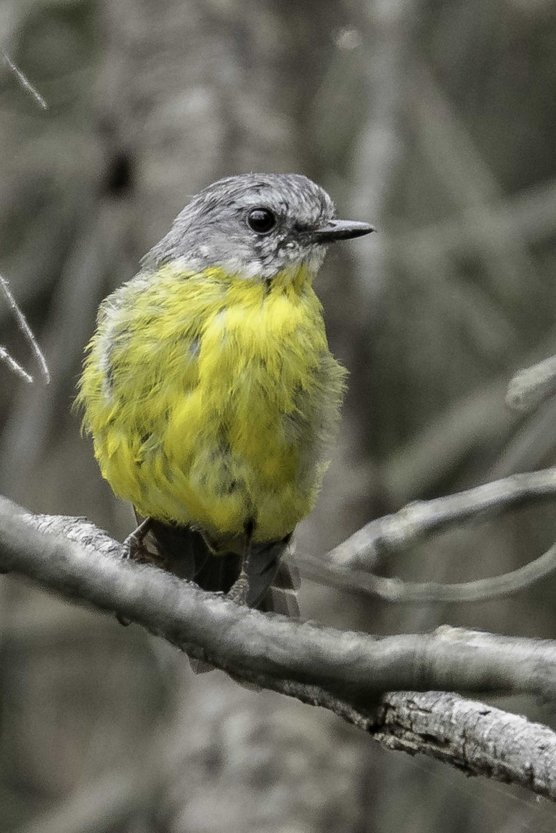 Eastern Yellow Robin - Jim Legg