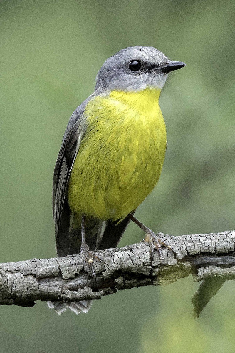 Eastern Yellow Robin - Jim Legg