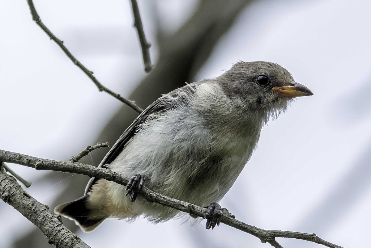 Picaflores Golondrina - ML303614431