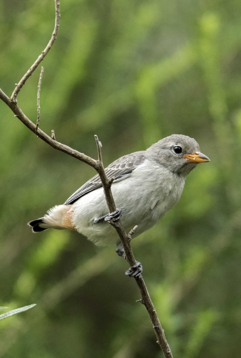 Mistletoebird - ML303614501