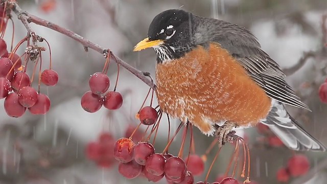 American Robin - ML303615641