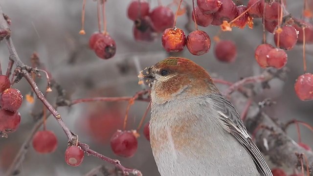 Pine Grosbeak - ML303615691