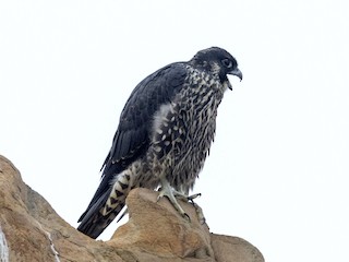 Juvenile (Peale's) - Peregrine Falcon (Peale's)