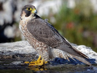 Immature (Mediterranean) - Peregrine Falcon (Mediterranean)
