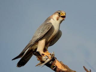 Adult (Red-capped) - Peregrine Falcon (Red-capped)