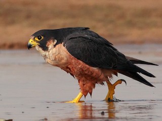 Adult (Shaheen) - Peregrine Falcon (Shaheen)