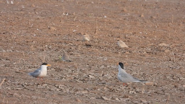 River Tern - ML303616611