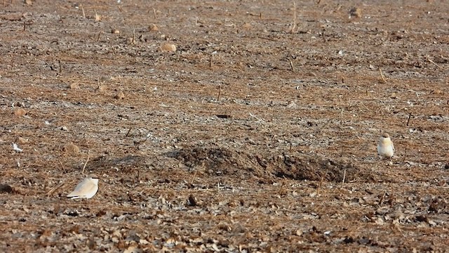 Small Pratincole - ML303617751