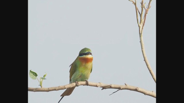 Blue-tailed Bee-eater - ML303620381