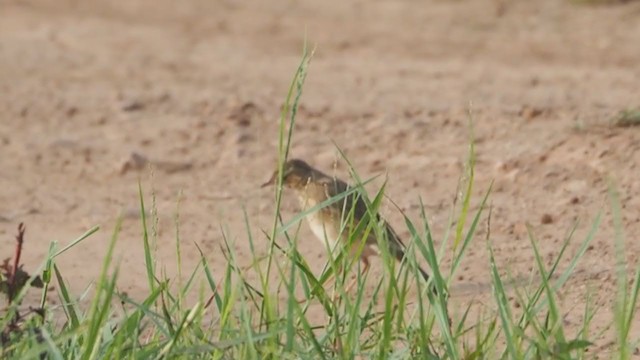 Paddyfield Pipit - ML303620471