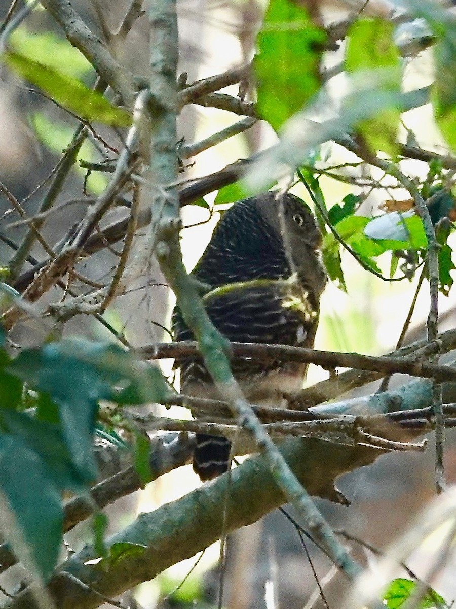 Asian Barred Owlet - ML303620591
