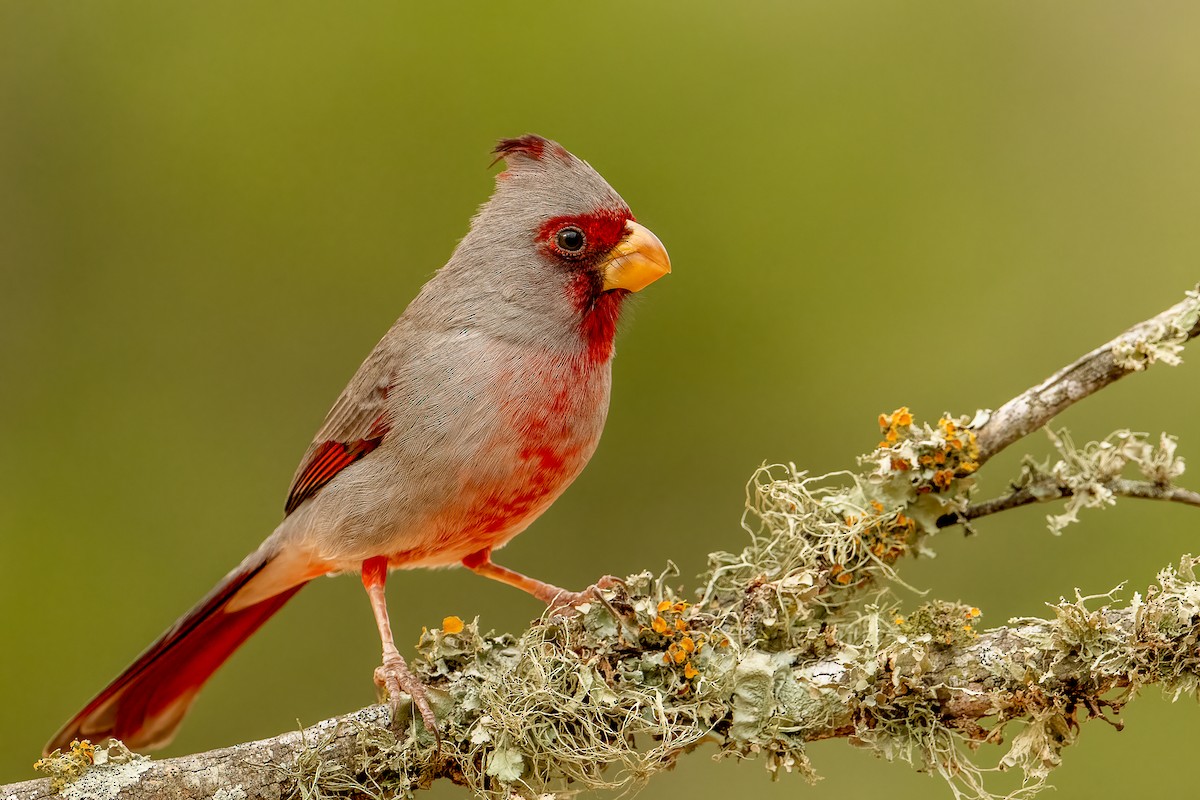 Pyrrhuloxia - ML303620801