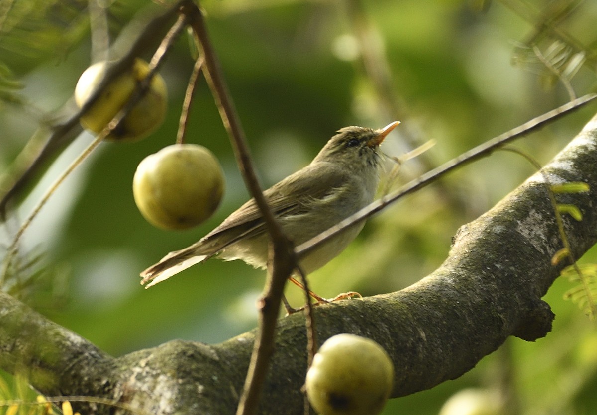 Western Crowned Warbler - ML303621531