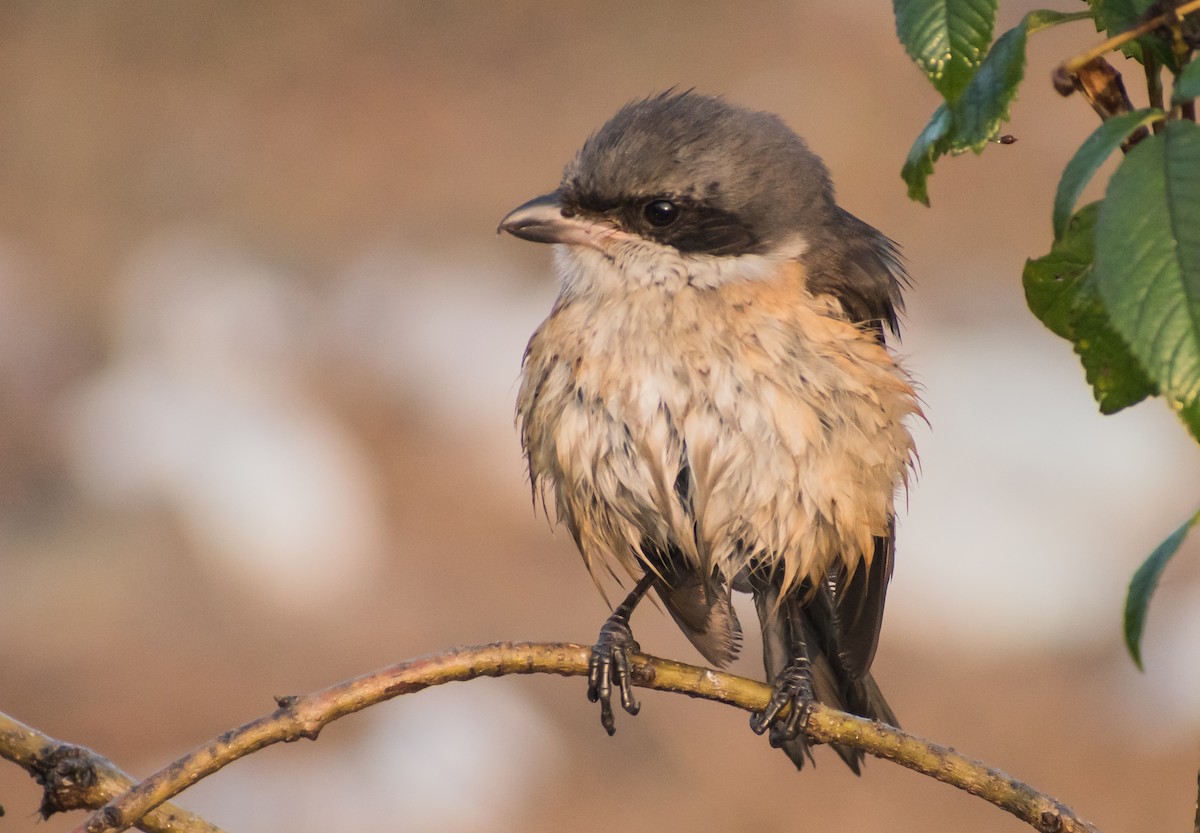 Gray-backed Shrike - ML303621611