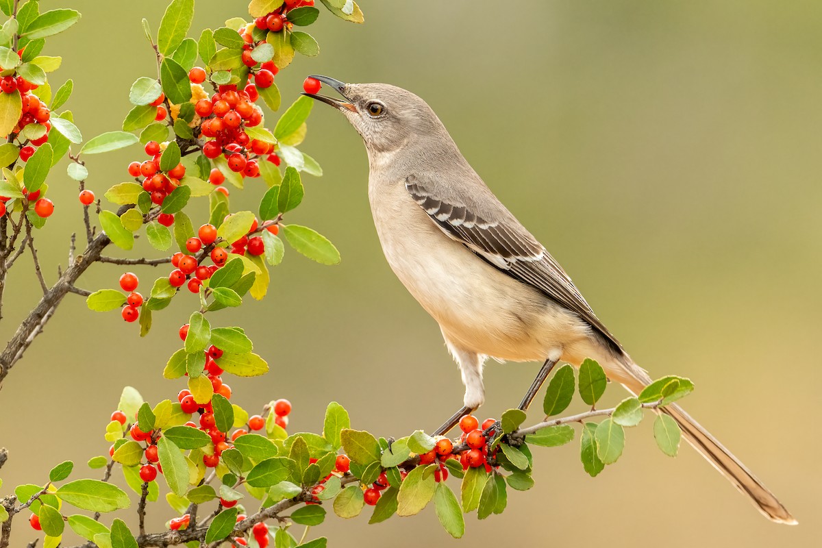 Northern Mockingbird - ML303623961