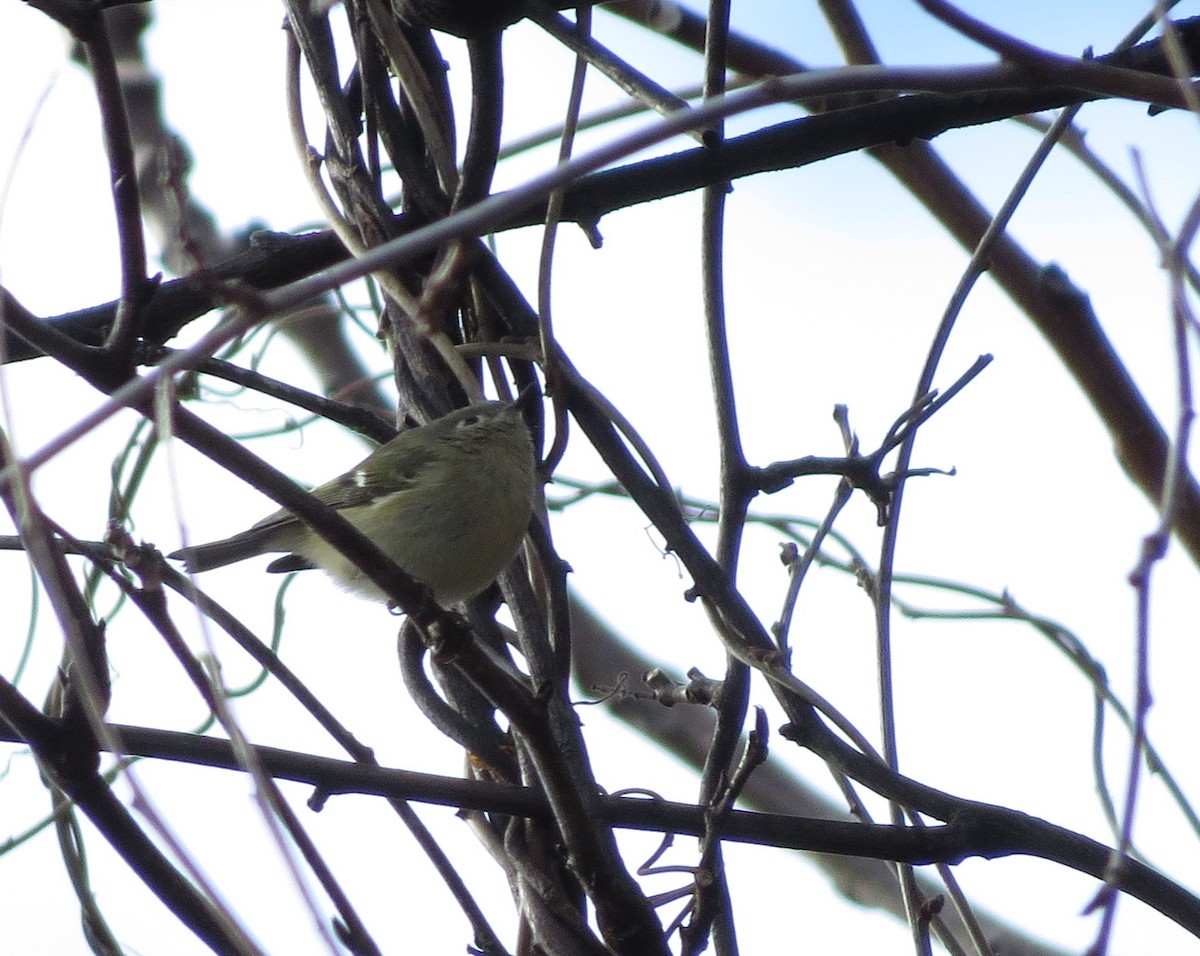 Ruby-crowned Kinglet - ML303625761