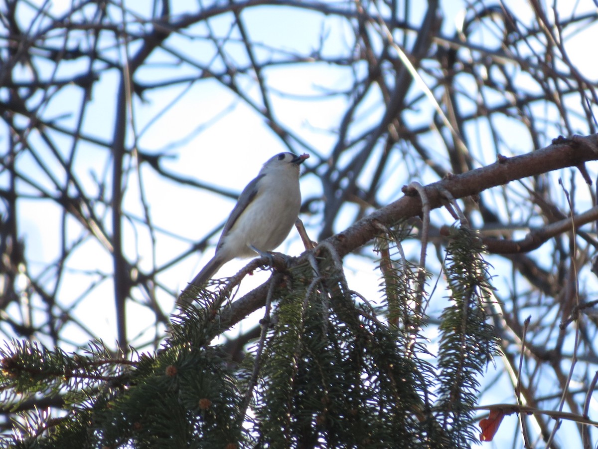 Tufted Titmouse - ML303625791