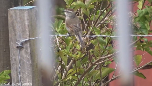 Plain-mantled Tit-Spinetail - ML303626061