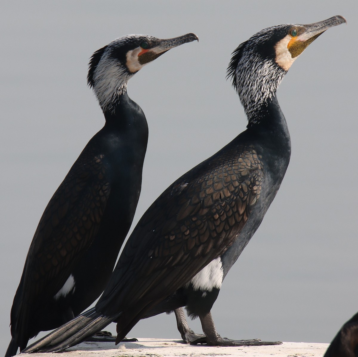 Great Cormorant - Abhimanyu Singh