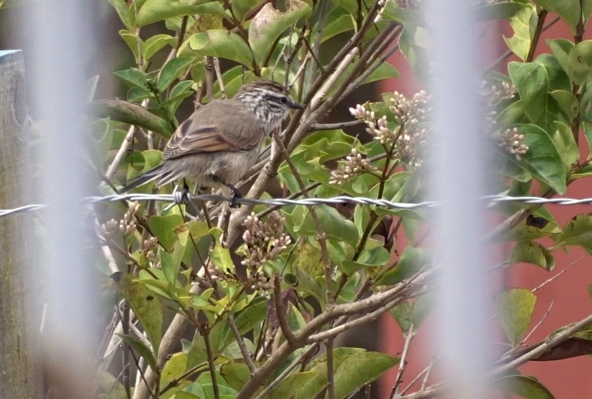 Plain-mantled Tit-Spinetail - ML303626971