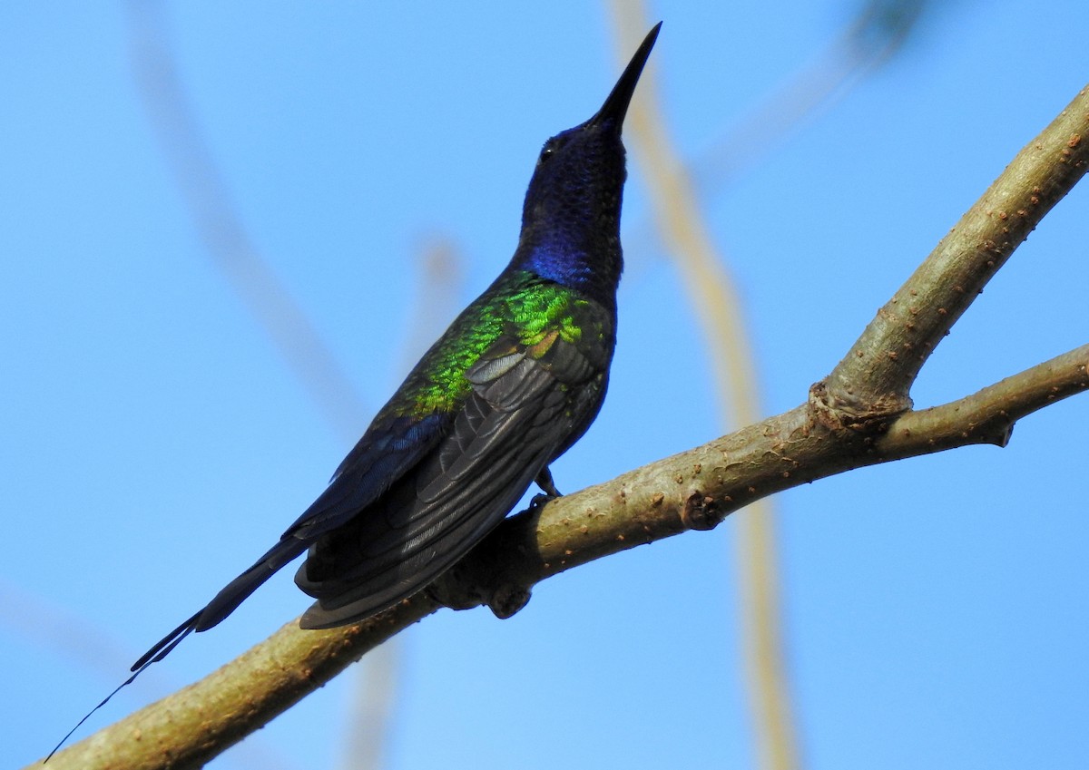 Swallow-tailed Hummingbird - ML303627811