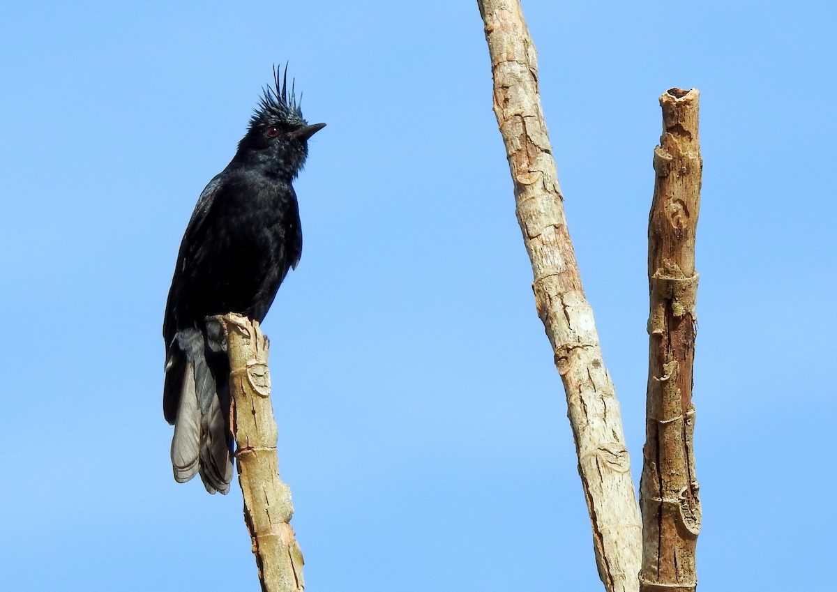 Crested Black-Tyrant - ML303628841