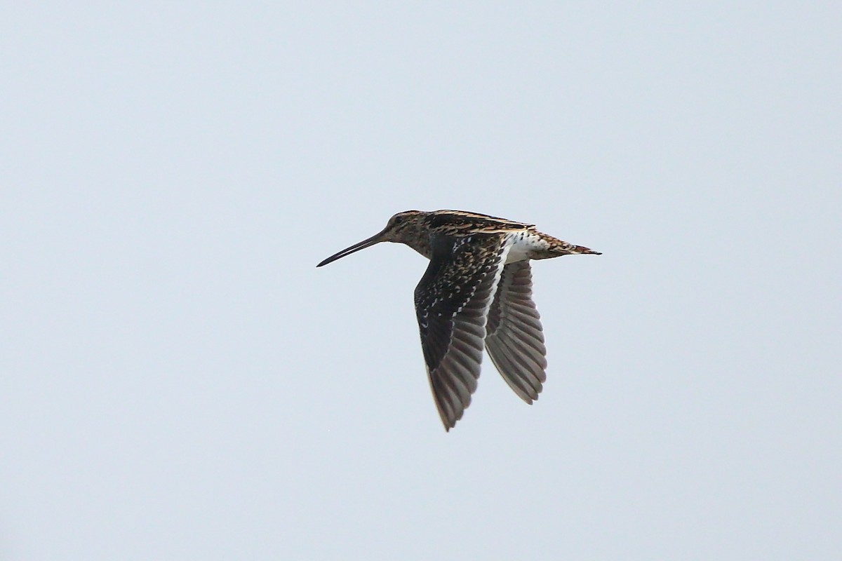 Common Snipe - Albin Jacob