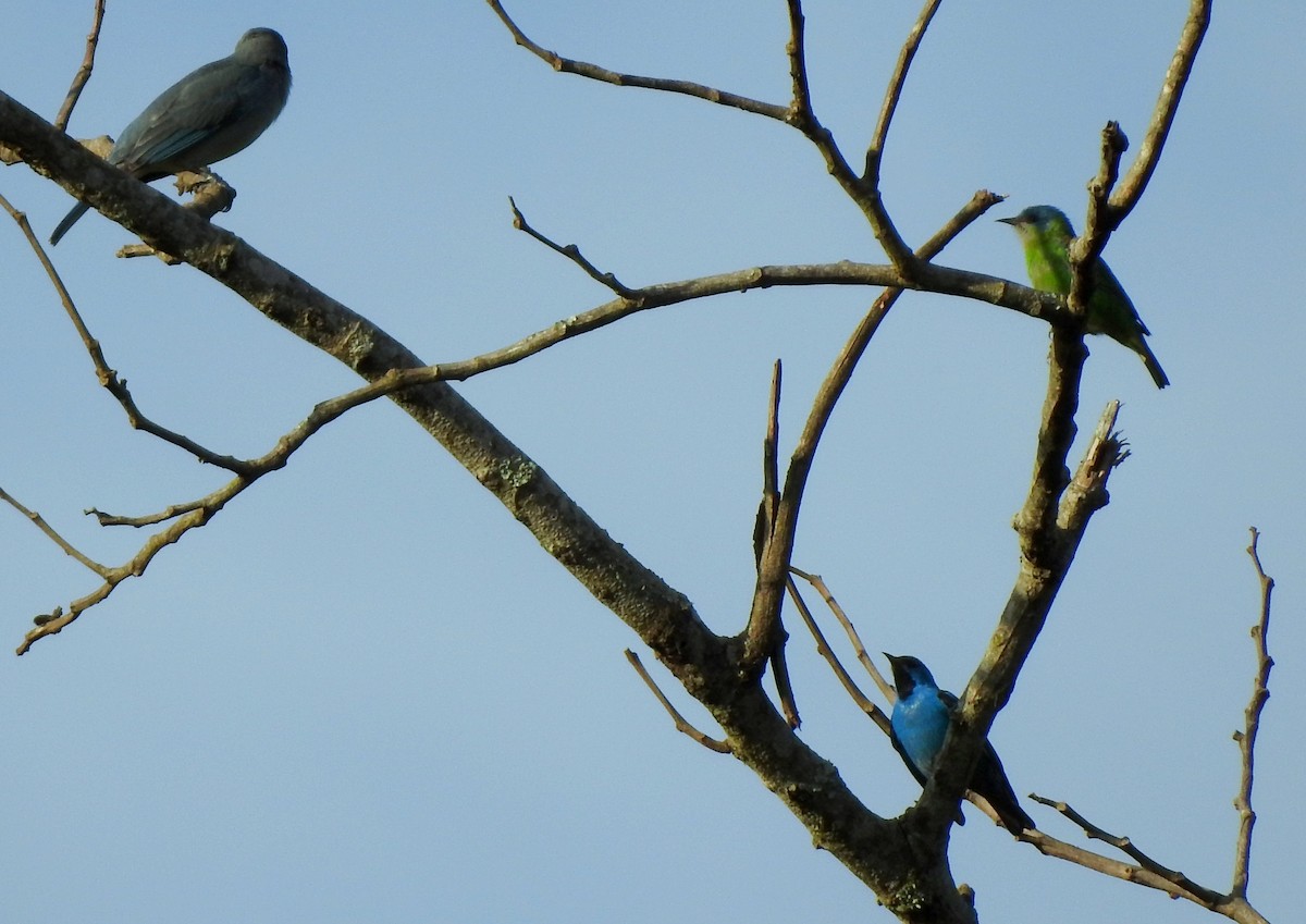 Blue Dacnis - ML303629421