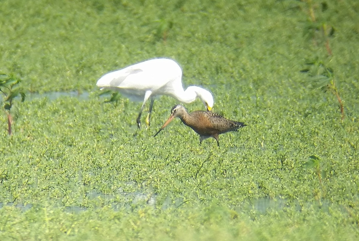 Hudsonian Godwit - Kevin Dailey