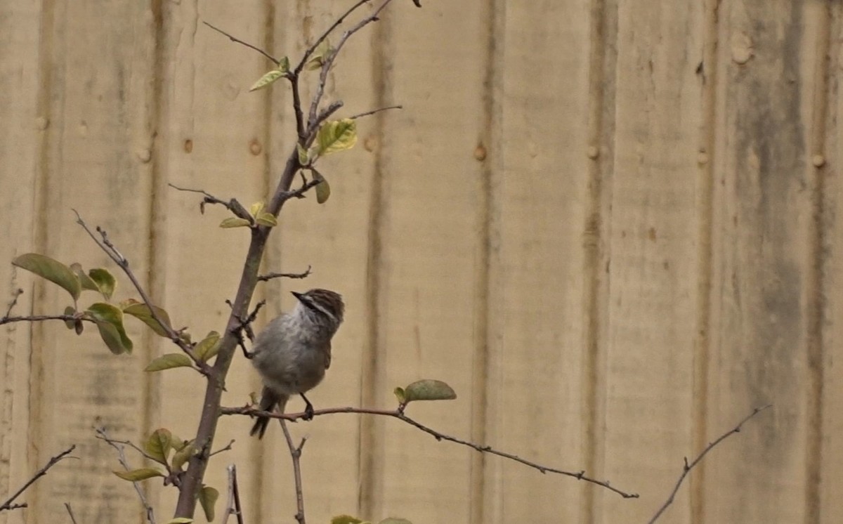 Plain-mantled Tit-Spinetail - ML303630711