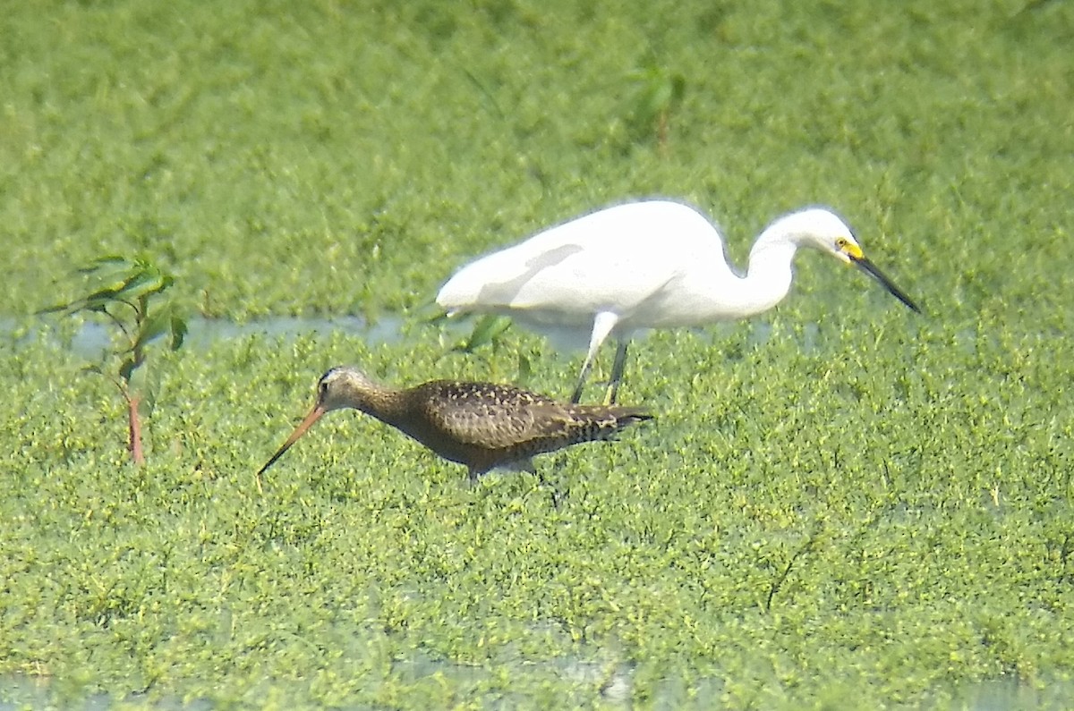 Hudsonian Godwit - ML30363091