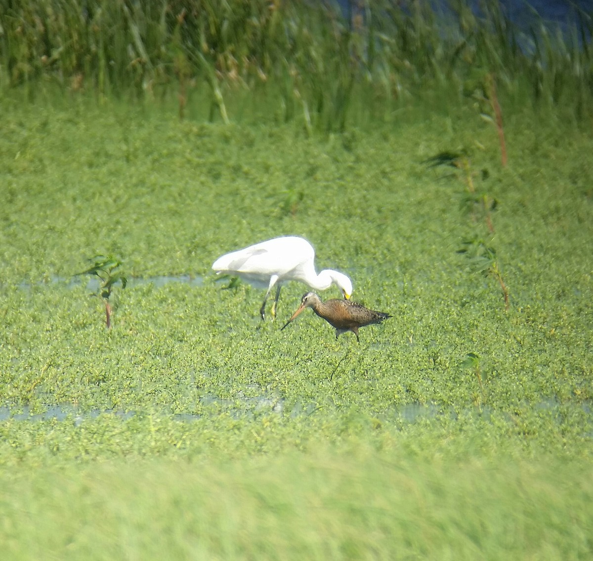 Hudsonian Godwit - ML30363101