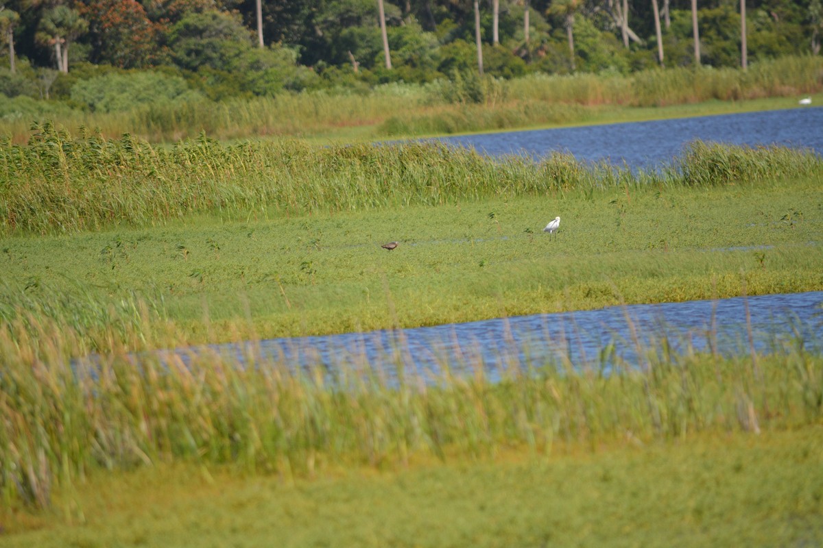 Hudsonian Godwit - Anonymous